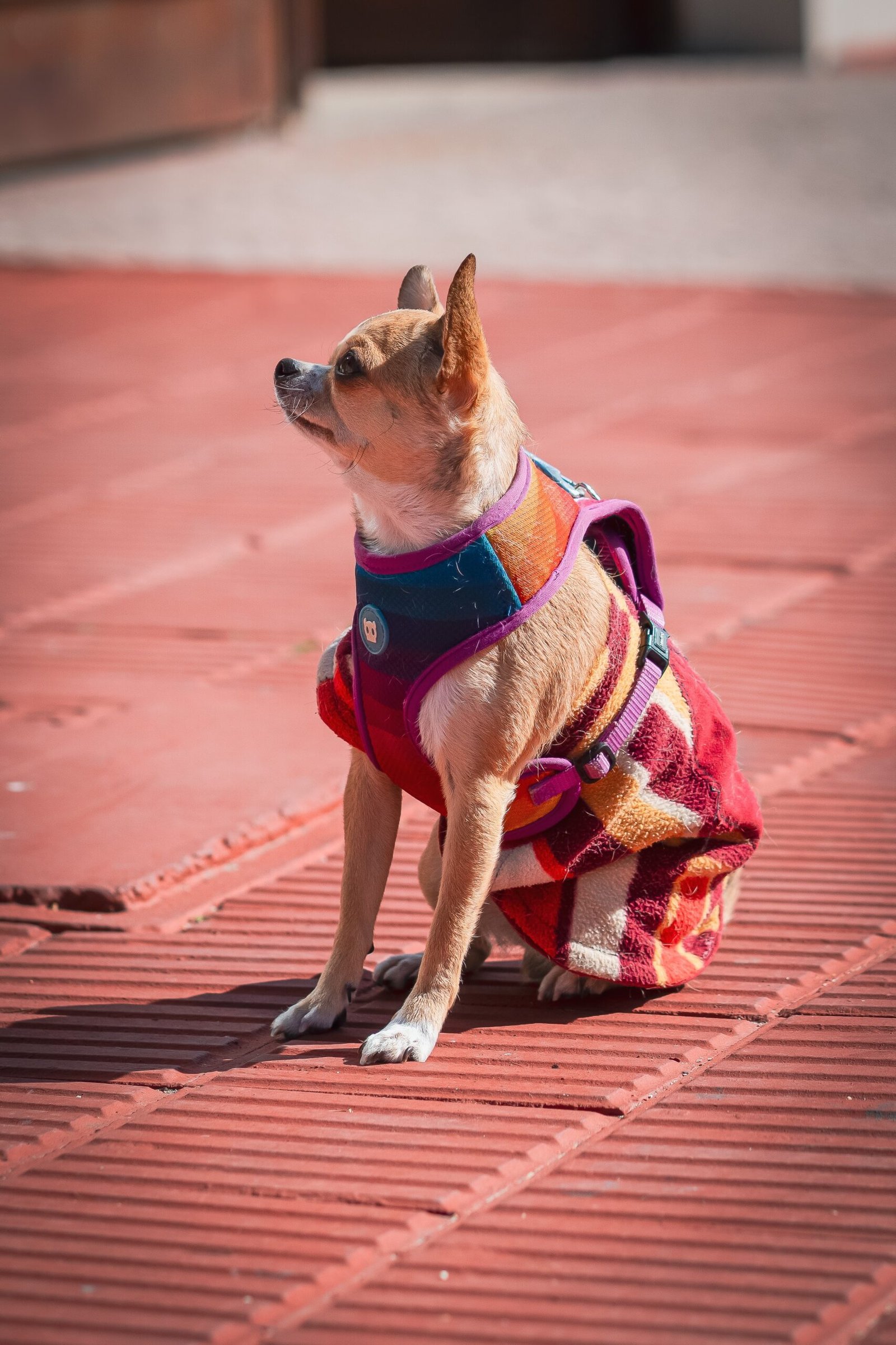 Are T-Shirts and Sweatshirts with Animals Stylish? How to Make Them Look Great